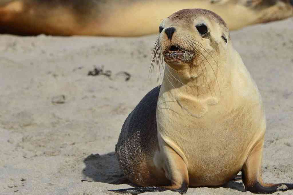 Kangaroo Island Highlights Full Day Tour Kangaroo Island Highlights Full Day Tour