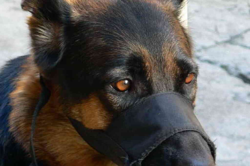 German Shepherd With Muzzle