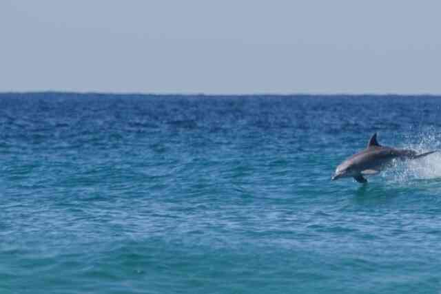 Marine life on Straddie