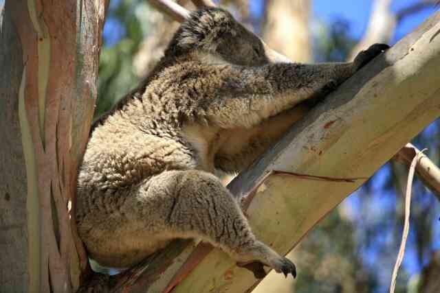 Wildlife & Marine Life